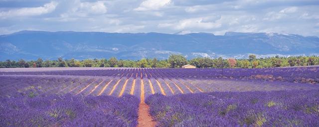 Provence: Slunečné vinice a lavenderové pole ⁢rozkoše